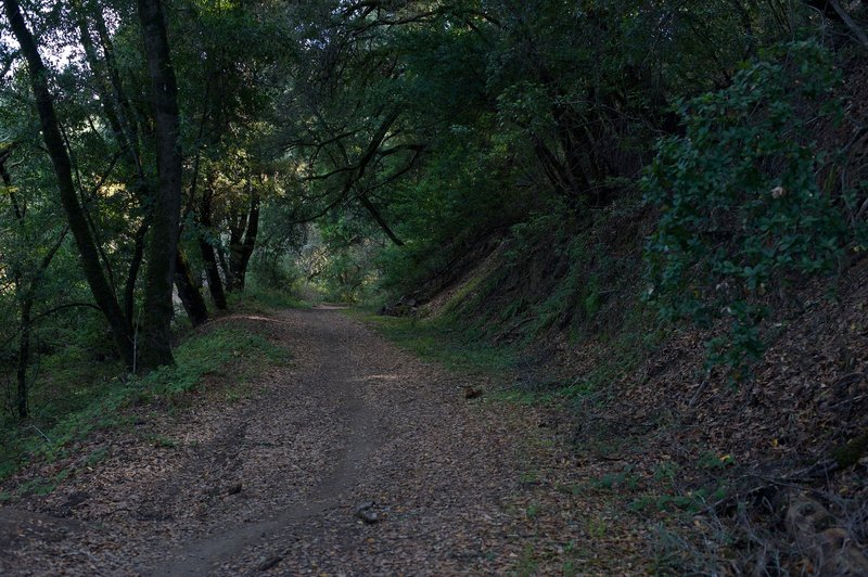 The trail is wide through this section, which is nice as it allows room for mountain bikers to pass.