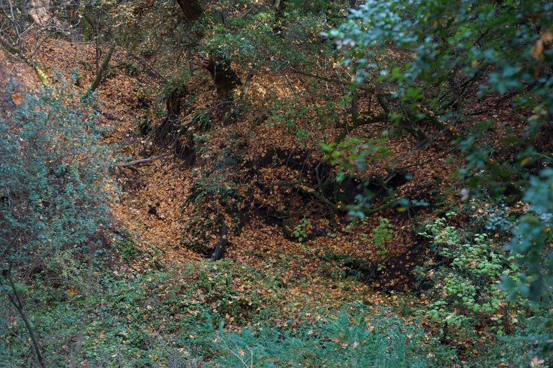 Leaves line a gully off to the left of the trail as you climb toward Page Mill Road.