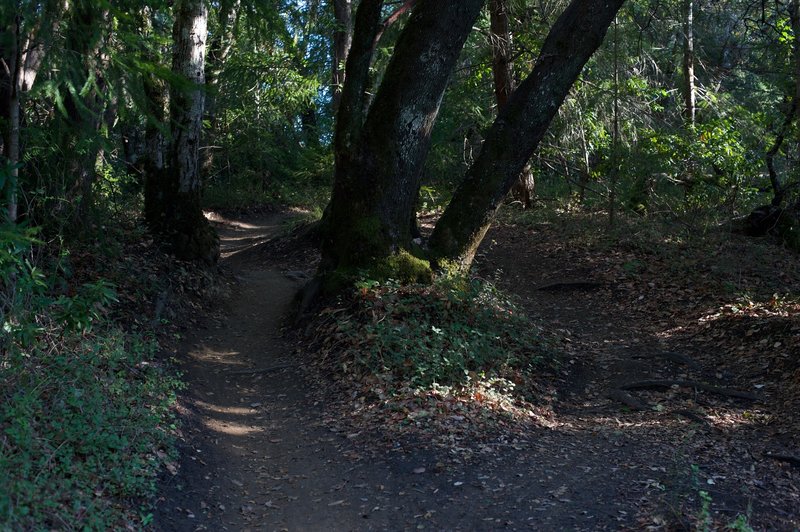 At several points in this section of the trail, it splits around trees in the path. You can take either fork as they both end up in the same point.