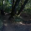 At several points in this section of the trail, it splits around trees in the path. You can take either fork as they both end up in the same point.