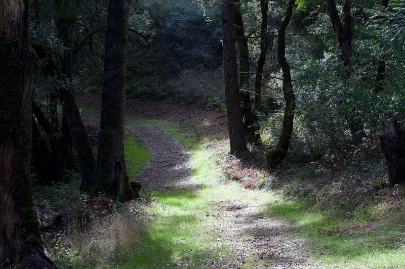 Coal Road Trail as it departs from the Crazy Pete's Road Trail.