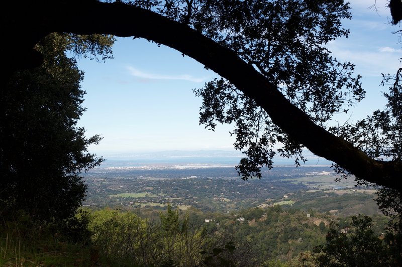 Views of the San Francisco Bay are often obscured by trees, but you can catch glimpses every once in a while.