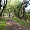 The trail climbs back to the junction with the Crazy Pete's Road Trail.