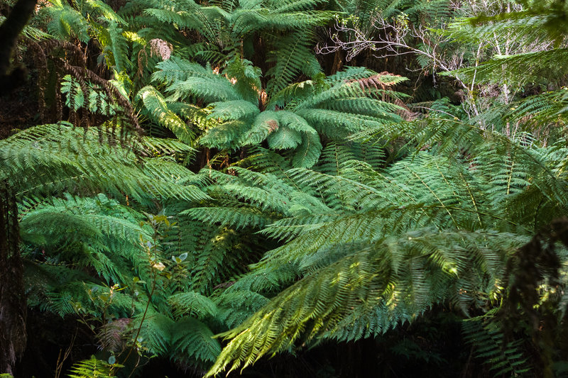 Tree ferns at Maits Rest.