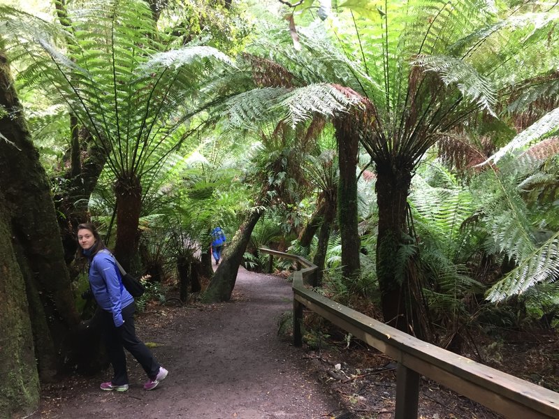 Walking through the tree ferns.