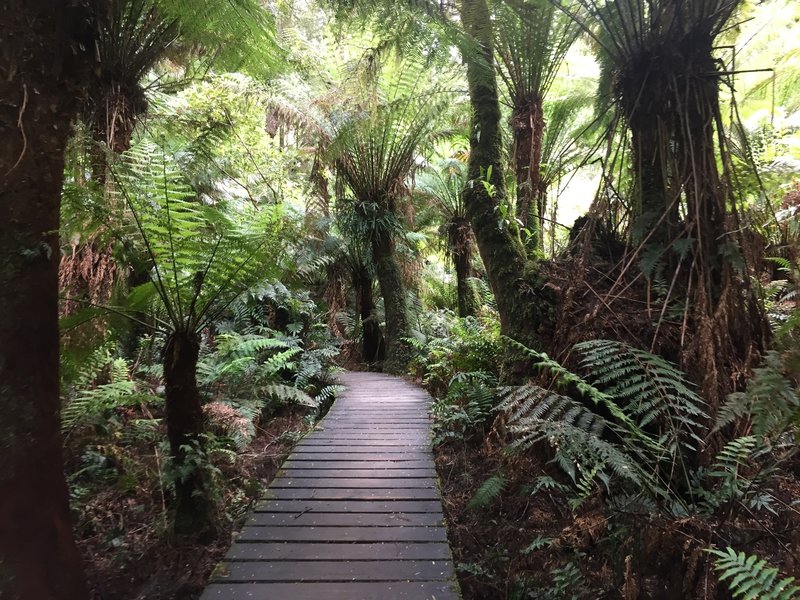 Some raised trail in the dense tree fern forest.