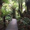 Some raised trail in the dense tree fern forest.