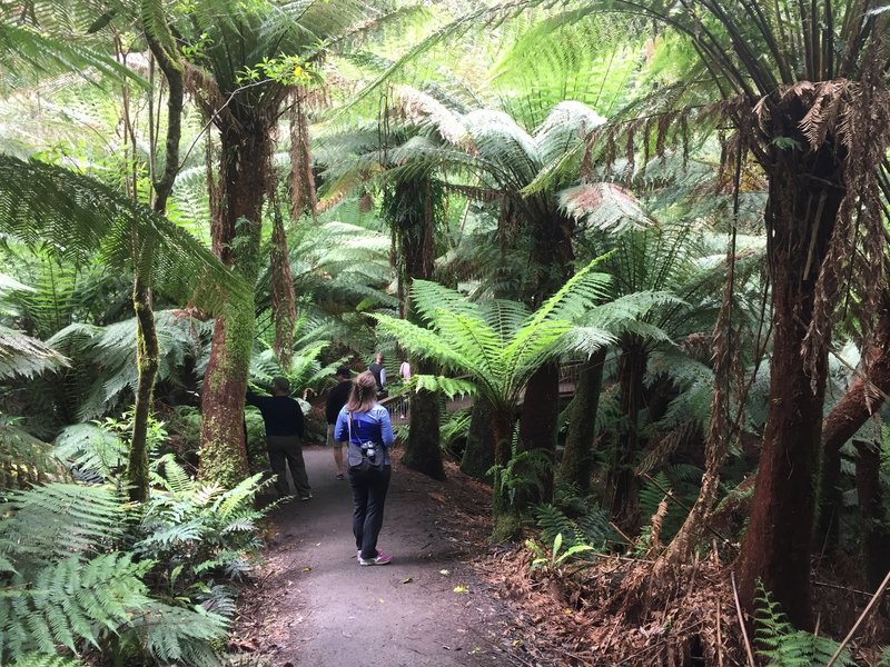 Tree ferns everywhere!