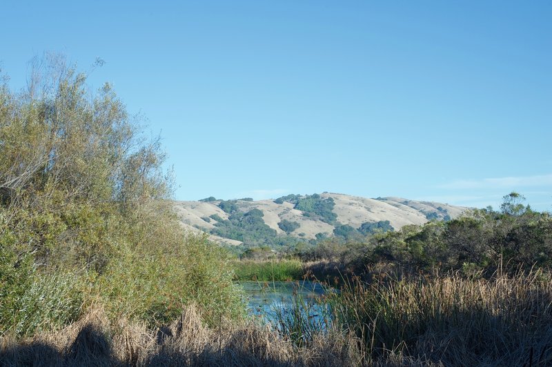 Looking over the grasses, you can see the water that remains in the pond in the distance, as well as the surrounding hills of the Monte Bello Preserve.