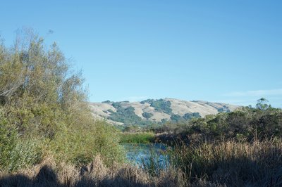 Looking over the grasses, you can see the water that remains in the pond in the distance, as well as the surrounding hills of the Monte Bello Preserve.