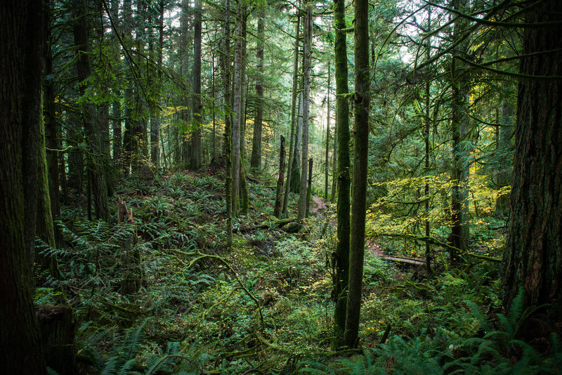 Lush forest surrounds the trails at the Stimpson Family Nature Reserve.