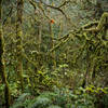 Moss-covered trees along the Stimpson Main Loop Trail.