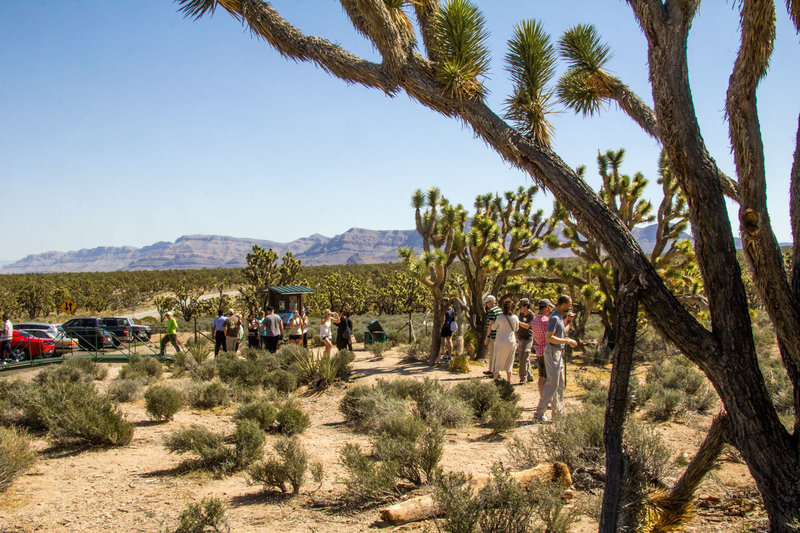 Gateway to historic Arizona Grapevine Mesa Joshua Tree Forest