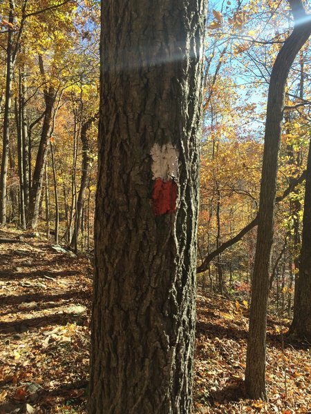 Red and white blazed section of the trail.