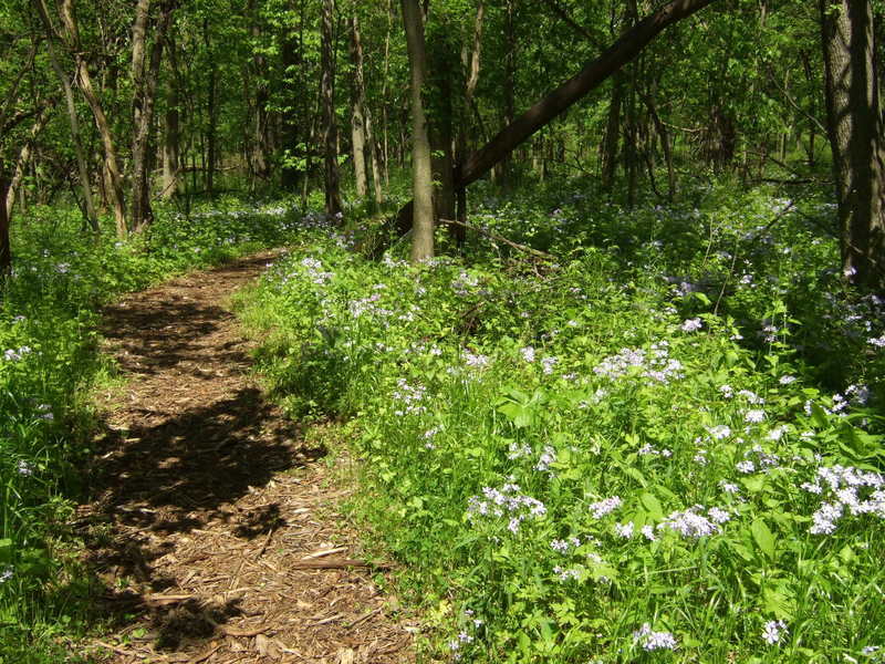 Flowers line the edge of the Prairie Creek Woods Trail. Photo credit: USDA Forest Service.