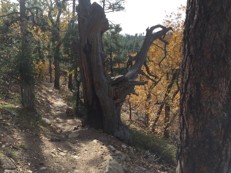 Pretty tree stump.