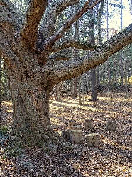 Greeting Tree at trailhead.