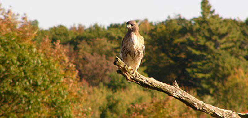 Red-tailed hawk at Wachusett Meadow Wildlife Sanctuary.