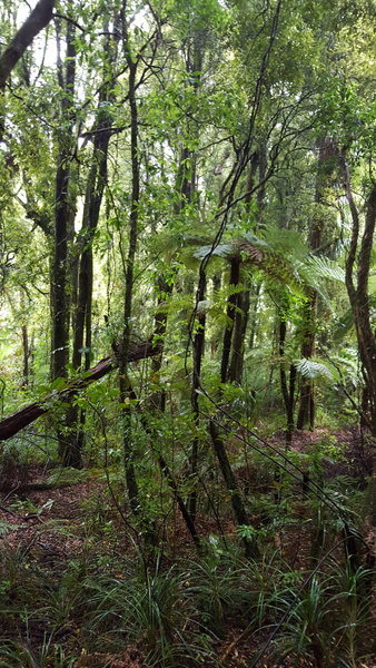 Beautiful greens of the native bush.