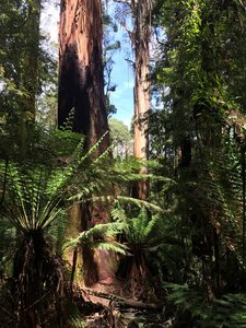 The rainforest of Triplet Falls.