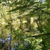 Looking out on Black Creek along the Maquam/Black Creek Trail.