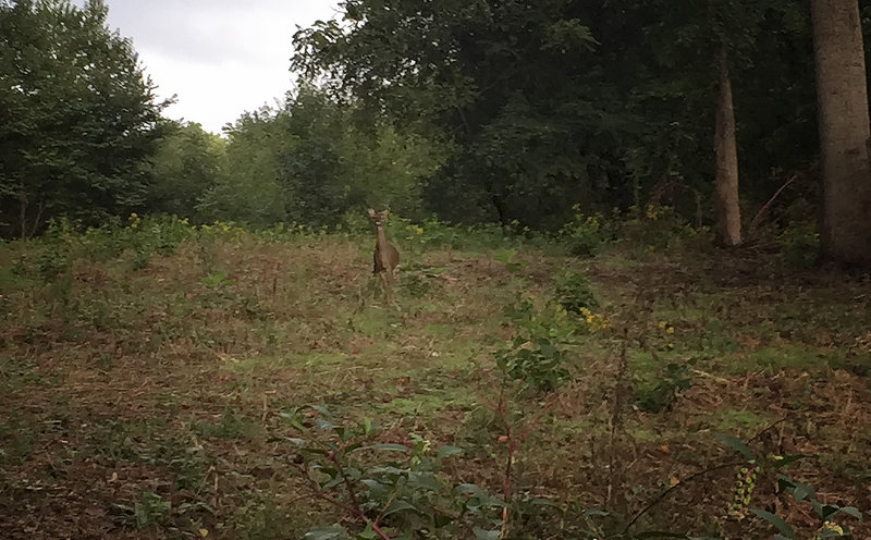 A deer peeks out from one of the open meadows along the way.