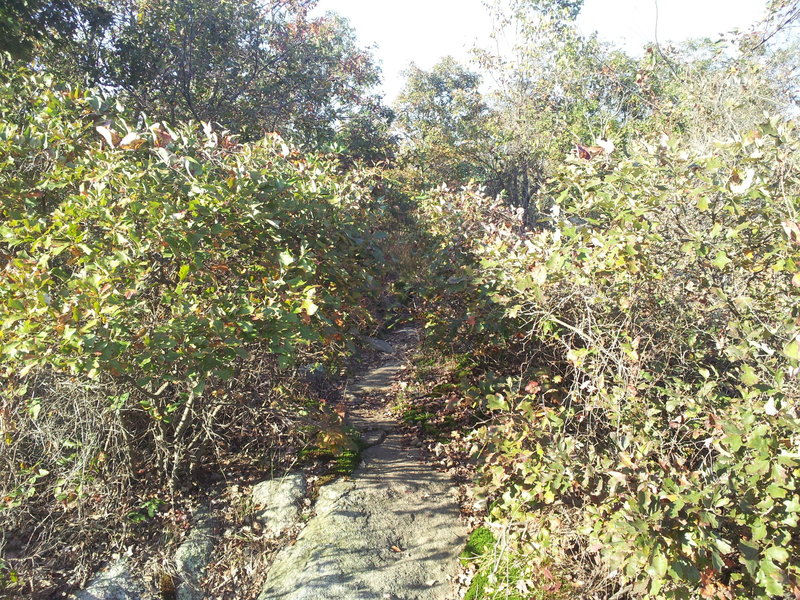 Blue Trail (Mennen) through the bushes.