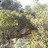 Blue Trail (Mennen) through the bushes.