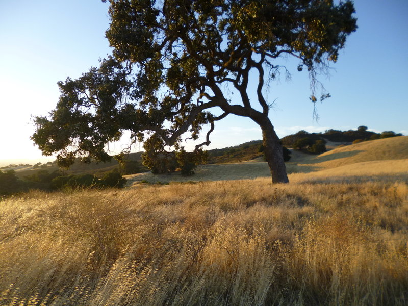 Lime Ridge Open Space.