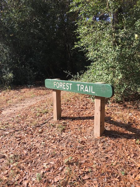 Forest Trail marker at 5 mile road crossing.