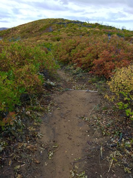 Fall colors near high point of Prater Ridge Trail.