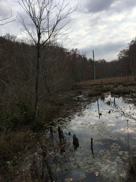 A beaver lodge in the pond.