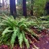 Ferns and cedars.