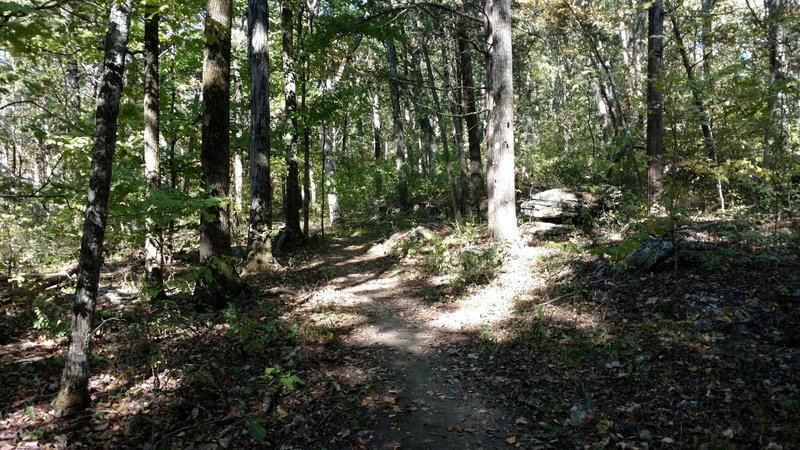 Part of the trail winding through the park forest.