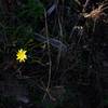 Wildflowers can be seen growing in the upper portions of the trail, even in the fall.