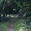 The trail is fairly narrow as it winds its way through the woods.