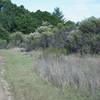 The trail is slightly eroded in this section, but the woods have transformed into smaller bushes at this stage.