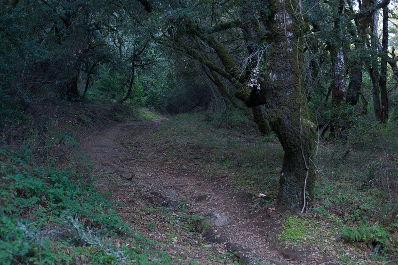 The trail climbs up the hill as it makes its way toward Clouds Rest Trail.