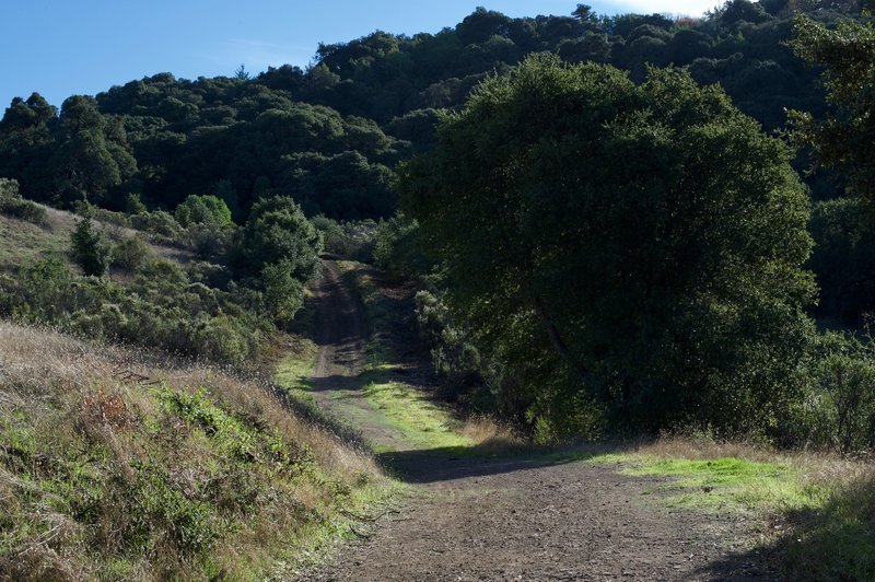 The Clouds Rest Trail is wide through this section. This is looking back up the hill you just descended.