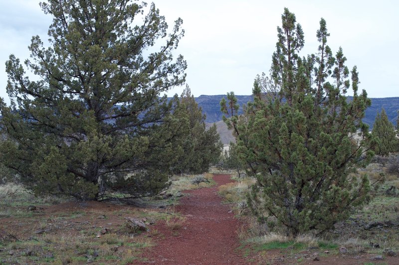 The trail makes its way back to the fork. There are small trees in the area, nourished by seasonal rain.