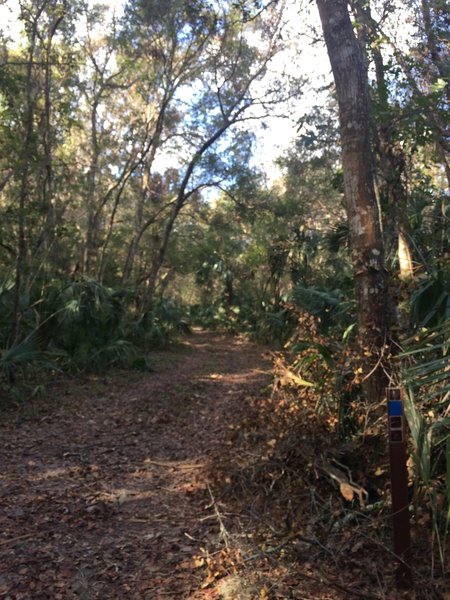 Blue trail marker.