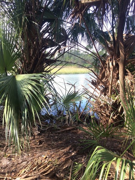 View of the creek.