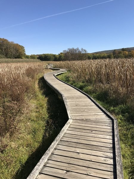 The boardwalk section of the Appalachian Trail.