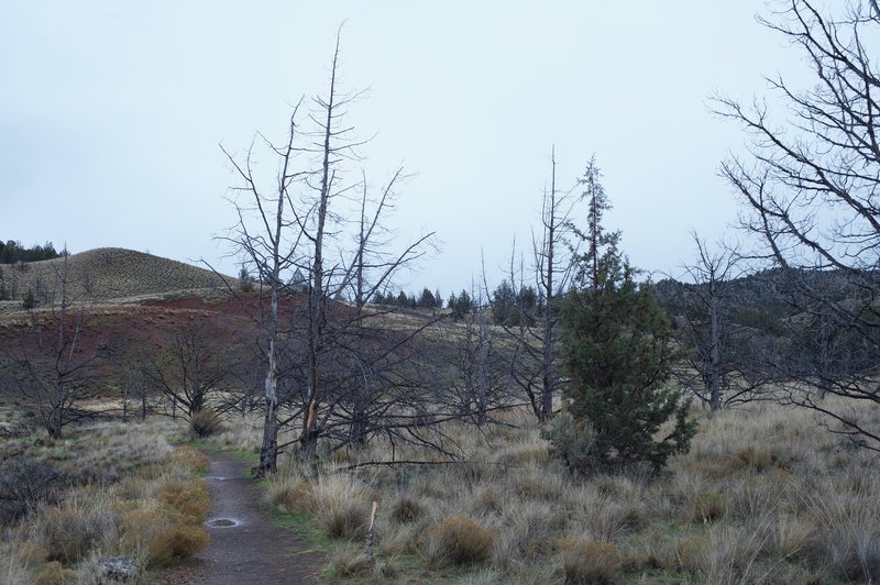 There are dead trees along the trail in places.