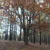 Great Lone Wolf Beech in a stand of pines.