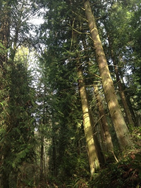 Tall trees along the Trillium Trail.