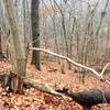 The hillside under Gas Well Path lacks underbrush, offering up a unique perspective from beneath the tree canopy.