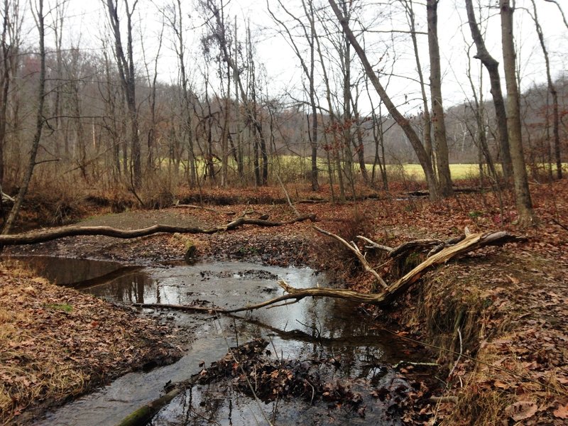 Trout Run is a typical PA stream with muddy banks, debris, and river-stone shores.