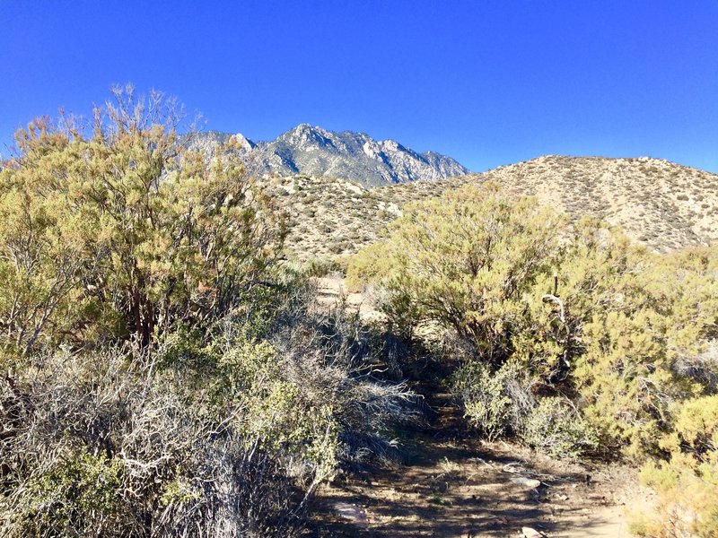 The Skyline Trail winds its way through chaparral vegetation at about 4400'.