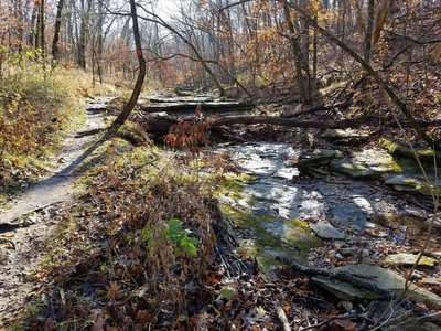 Backside of Spring Brook Trail just South of the Little Bonne Femme creek crossing